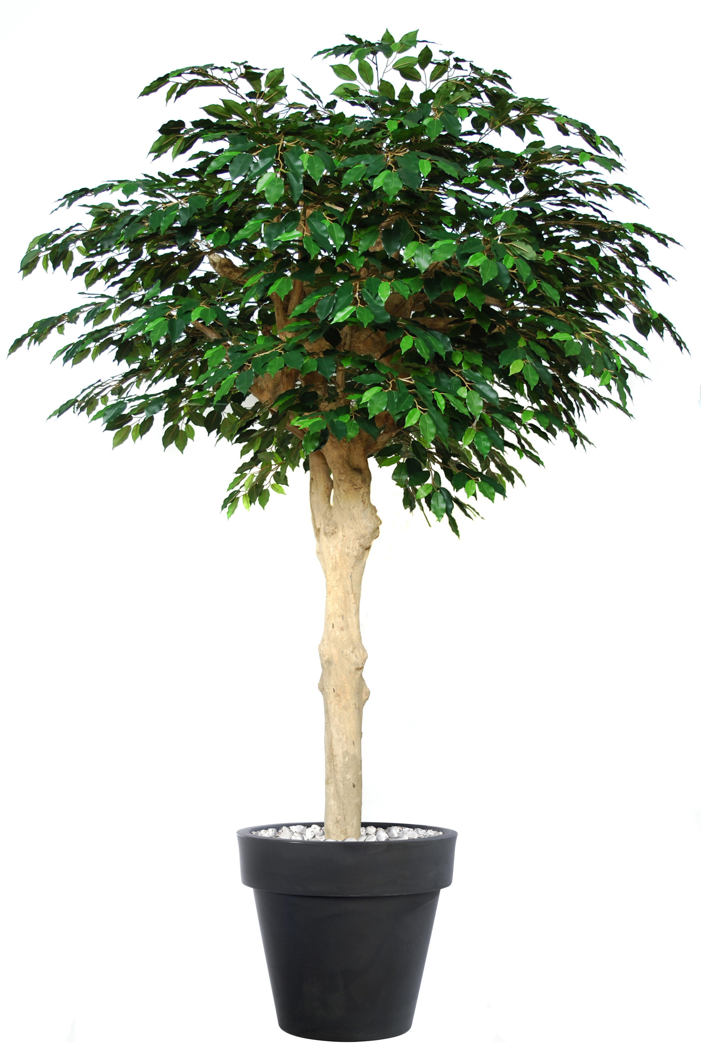 Ficus Exotica Nidra  250 cm Green V1049042