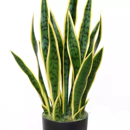 Sanseveria Trifasciata w pot 65 cm Green Yellow 5502GYE