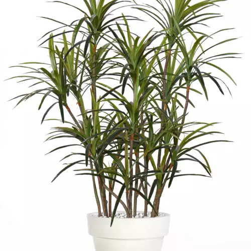 Dracaena Marg. Bicolor Lux 190 cm Green Red V5689001