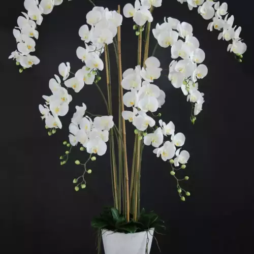 Orchid-Phalaenopsis-Fiber-Pot-160-cm-White-5683WHT-scaled