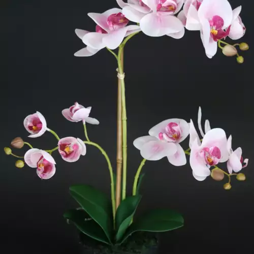 Orchid-Phalaenopsis-Foam-Base-50-cm-Pink-5686PNK-scaled