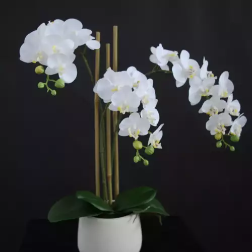 Orchid-Phalaenopsis-Mini-Fiber-Pot-50-cm-White-5685WHT-scaled