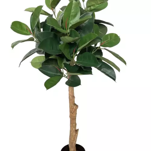 Ficus Elastica Topiary 150 cm Green 5426013