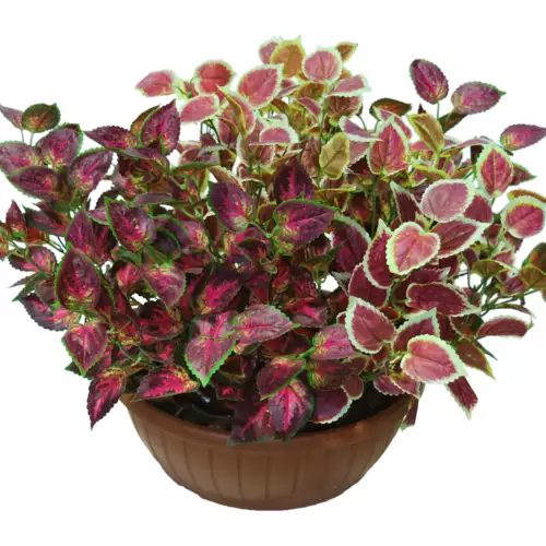 Coleus Bush Ø 70 h 50 cm Assorted 5623A01