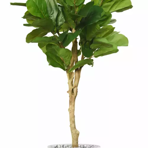 Ficus Lyrata Wild Topiary 200 cm Green V1100014