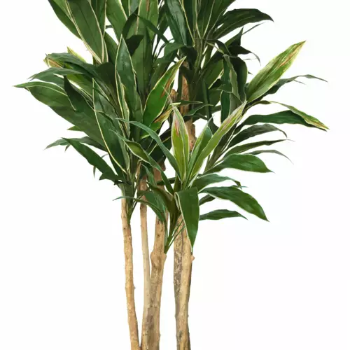 Cordyline Florida 200 cm Variegated V5416007