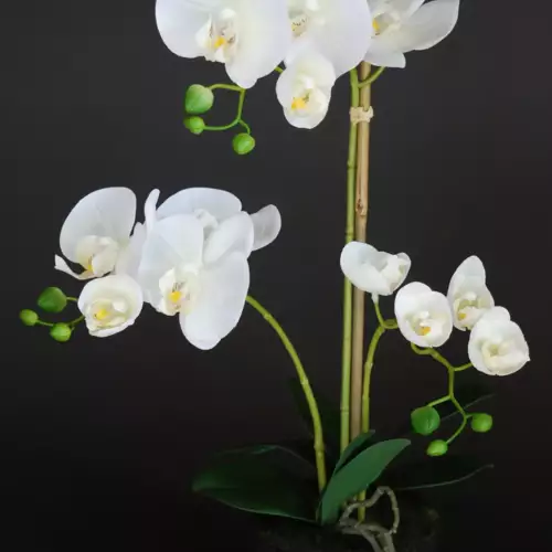 Orchid-Phalaenopsis-Foam-Base-50-cm-White-5686WHT-scaled