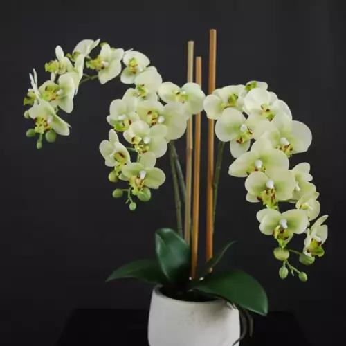 Orchid-Phalaenopsis-Mini-Fiber-Pot-50-cm-Lime-5685LIM-scaled