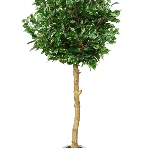 Ficus Nitida Topiary 140 cm Variegated 1101V02