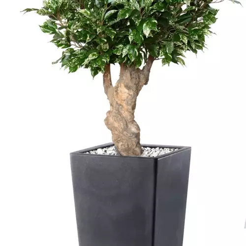 Ficus Nitida Crown Mini 120 cm Variegated V1101V01