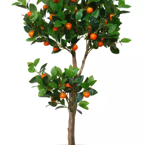 Kumquat Topiary 150 cm Green Orange V1110001