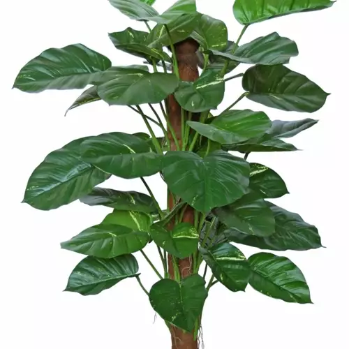 Pothos Golden Plant w pot 140 cm Green 5519GRN