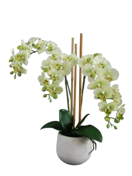 Orchid_Phalaenopsis_Mini_Fiber_Pot_50_cm_Lime_5685LIM-removebg-preview