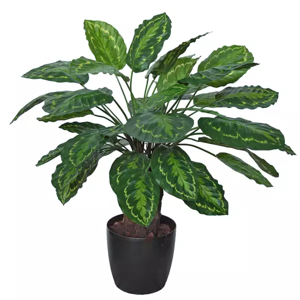 Calathea Country Plant 70 cm Green Yellow 5646001