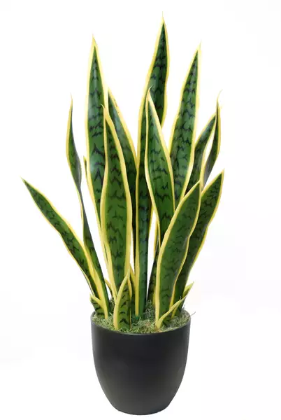 Sanseveria Trifasciata w pot 65 cm Green Yellow 5502GYE