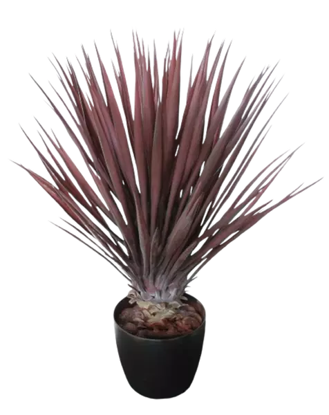 Yucca_Linearis_Bush_80_cm_Burgundy_4233B01-removebg-preview