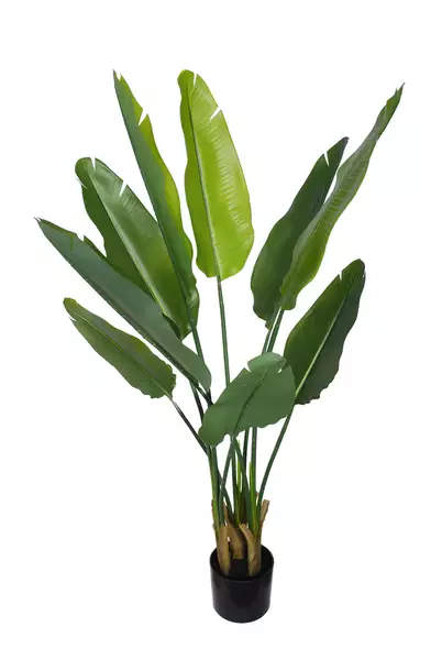 Strelizia Reginae w pot 110 cm Green 5676GRN