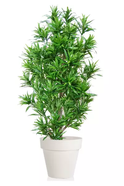 Dracaena Reflexa Multistep 180 cm Green V4008A15