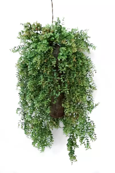 Hanging Boxwood 80 cm Green 5564000