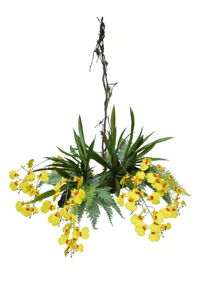 Orchid Oncidium Hanging Nest 70 h 50 Yellow 5687Y01