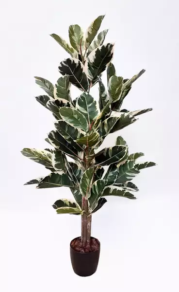 Ficus Elastica Tree 130 cm Variegated 1081007