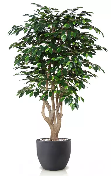 Ficus Exotica Malabar 180 cm Green V1049027