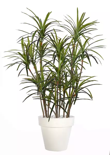 Dracaena Marg. Bicolor Lux 190 cm Green Red V5689001