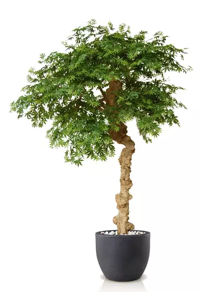 Maple Nidra 250 cm Green V1046G31