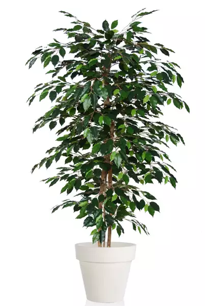 Ficus Exotica Almora 180 cm Green V1049009