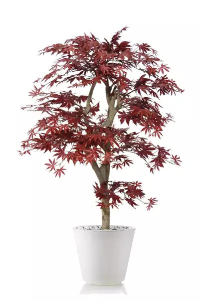 Maple Multistep 150 cm Burgundy V1046B04