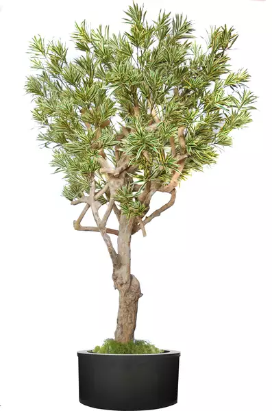 Dracaena Reflexa Nidra Lux 320 cm Variegated V4009A34