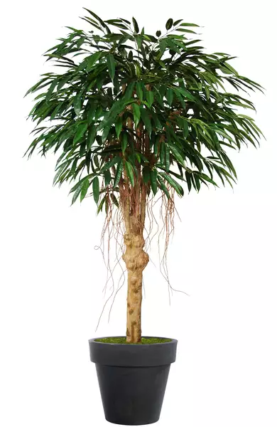 Longifolia Riviera 200 cm Green V1058015