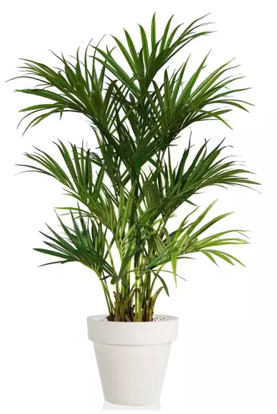 Kentia Palm Lux x 2 180 cm Green V4175004