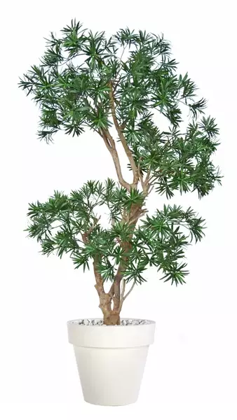 Podocarpus Stylish 170 cm Green V1060014