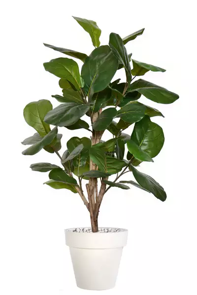 Ficus Lyrata Wild Step Plant 120 cm Green V1106001