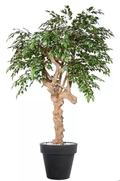 Ficus Nitida Nidra 220 cm Variegated V1098V08