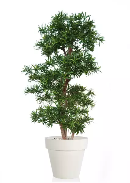 Podocarpus Multistep 150 cm Green 1060004