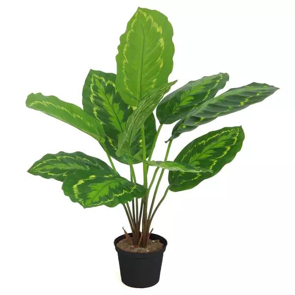 Calathea Plant w pot 45 cm Green Yellow 5644GYE