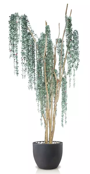 Eucalypthus Florida 220 cm Silver V5634S02