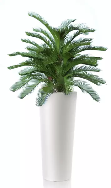 Cycas Baby Boschetto 100 cm Green V4222A04