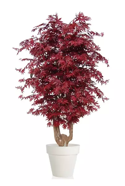 Maple Malabar 220 cm Burgundy V1046B09