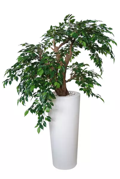 Ficus Nitida Pendula 110x110 cm Green 1098G01