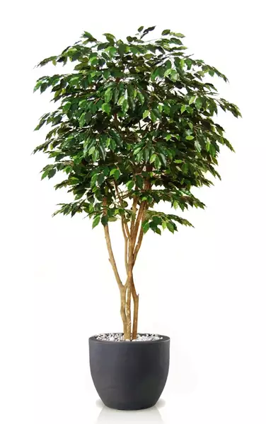 Ficus Exotica Designer 220 cm Green V1049037