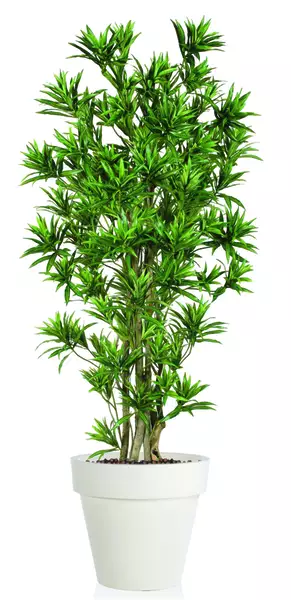 Dracaena Reflexa Boschetto 180 cm Green  V4008A05