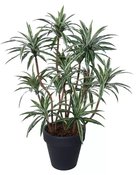 Dracaena Deremensis Lux 150 cm Variegated V5662001