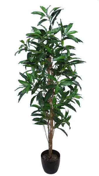 Mango Tree 170 cm Green 1069013