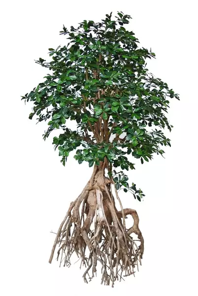 Buxifolia Root Giant 250 cm Green  1095G18