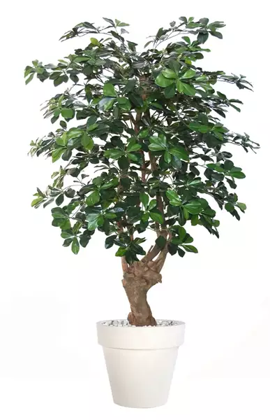 Buxifolia Malabar 150 cm Green V1095G05