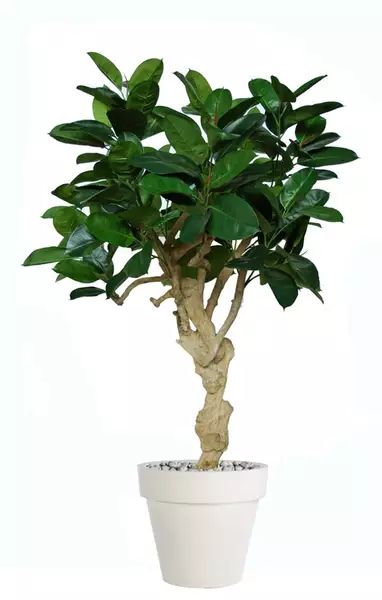 Ficus Elastica Crown 180 cm Green V5426005