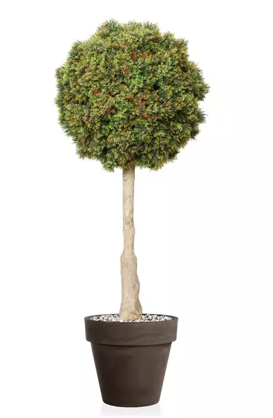 Boxwood Mini Topiary Ø 55 h 140 cm Green V5639003